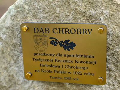 „Dąb Chrobry” zasadzony przed starostwem